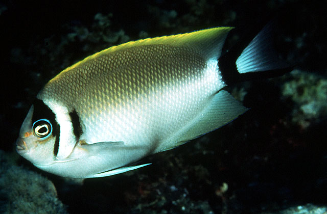 Genicanthus semifasciatus